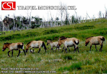 ONE_DAY_TRIP_MONGOLIA