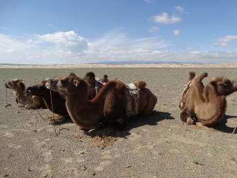 GOBITOURMONGOLIA