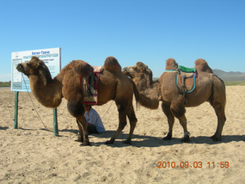 GOBI_DESERT_CAMEL