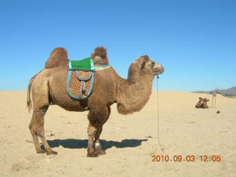 GOBI_DESERT_CAMEL