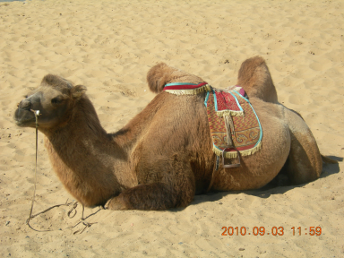 GOBI_DESERT_CAMEL