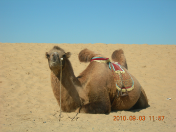 GOBI_DESERT_CAMEL