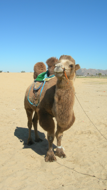 GOBI_DESERT_CAMEL