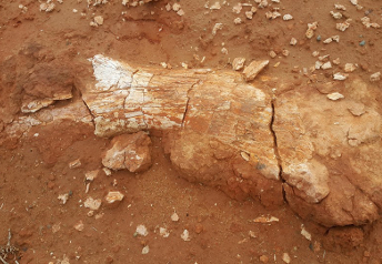 GOBI_DESERT_Dinosaur bone