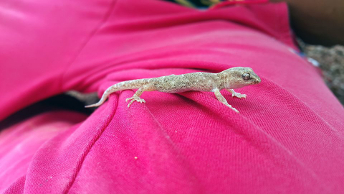 GOBI_DESERT_LIZARD