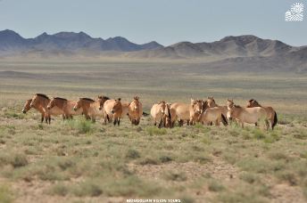 KHUSTAI_NATIONAL_PARK_1_DAY_TRIP