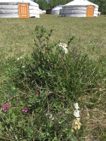 KHUVSGUL-MON-TRAVEL-dalai-TOURIST-CAMP