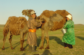 tourist_camp_tsaidam