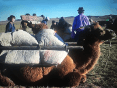 gobi-desert-camel-caravan