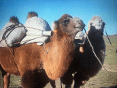 gobi_desert_camel_caravan