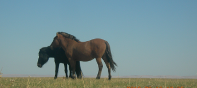 travel_mongolia