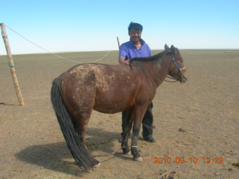 horse_gobi_desert1