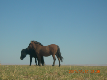 horse_gobi_desert