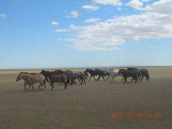 horse_gobi_desert3