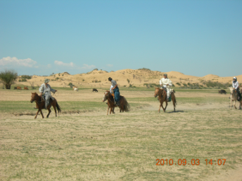 horse_gobi_desert5