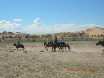 horse_gobi_desert6