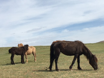 horse_gobi_desert