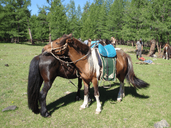 horseback-riding-trekking-in-mongolia