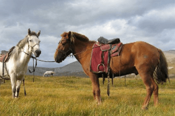 horsebackridingforbudgettours