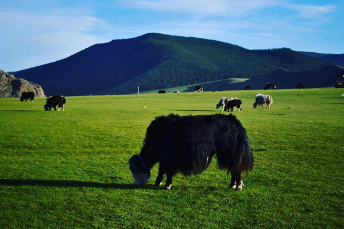 HORSEBACKRIDINGTOURMONGOLIA