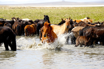HORSEBACK_RIDING_TRIP