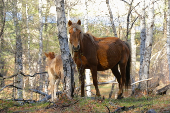 HORSEBACK_RIDING_TRIP