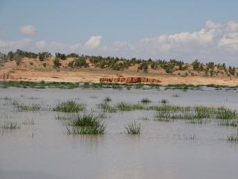 camel_GOBIDESERTMONGOLIA